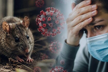 alerta-por-hantavirus-en-argentina:-advierten-que-el-cambio-climatico-y-el-contacto-humano-disparan-los-contagios