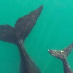peligro-en-el-mar-argentino:-alertan-que-3-megaproyectos-de-ypf-amenazan-el-futuro-de-la-ballena-franca-austral