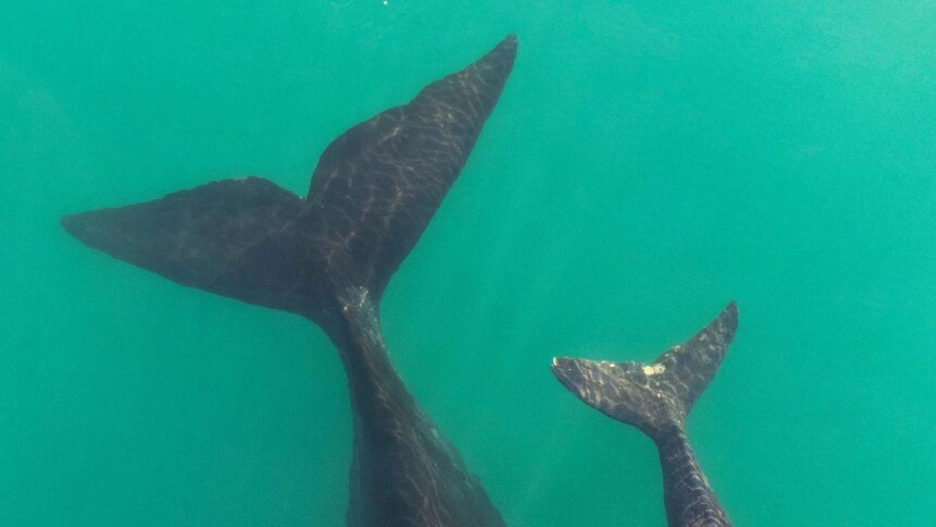 peligro-en-el-mar-argentino:-alertan-que-3-megaproyectos-de-ypf-amenazan-el-futuro-de-la-ballena-franca-austral