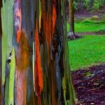 de-desecho-a-solucion-ambiental:-convierten-corteza-de-eucalipto-en-filtros-de-carbono-de-bajo-costo
