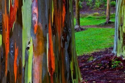 de-desecho-a-solucion-ambiental:-convierten-corteza-de-eucalipto-en-filtros-de-carbono-de-bajo-costo