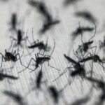 los-insectos-responsables-de-760.000-muertes-anuales-expande-su-alcance-geografico-y-genera-un-debate-cientifico-sobre-su-erradicacion-total