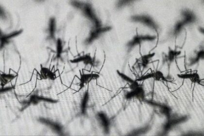 los-insectos-responsables-de-760.000-muertes-anuales-expande-su-alcance-geografico-y-genera-un-debate-cientifico-sobre-su-erradicacion-total