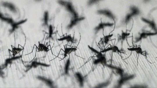 los-insectos-responsables-de-760.000-muertes-anuales-expande-su-alcance-geografico-y-genera-un-debate-cientifico-sobre-su-erradicacion-total