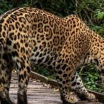 filmaron-por-primera-vez-a-un-yaguarete-nacido-en-libertad-en-los-esteros-del-ibera