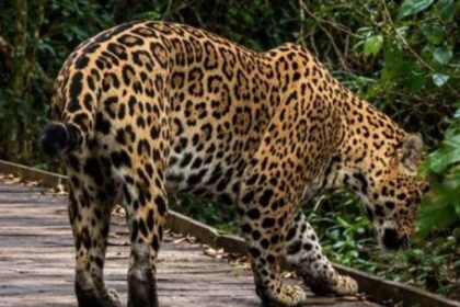 filmaron-por-primera-vez-a-un-yaguarete-nacido-en-libertad-en-los-esteros-del-ibera