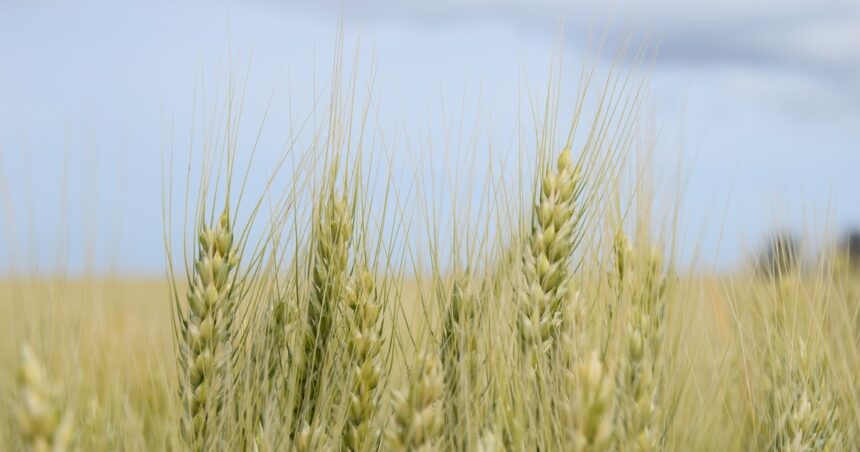 trigo:-de-la-abundancia,-¿a-la-escasez?