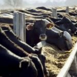 disconformidad-en-el-sector-ganadero-con-las-exigencias-de-la-ue:-“quieren-venir-a-comprar-carne,-compren-con-los-estandares-nuestros”
