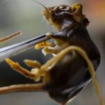 what-argentina’s-scientists-do-and-do-not-know-about-andes-hantavirus-strain