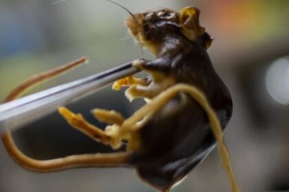 what-argentina’s-scientists-do-and-do-not-know-about-andes-hantavirus-strain