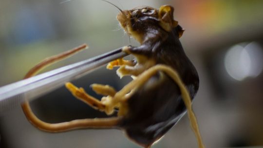 lo-que-los-cientificos-argentinos-hacen-y-no-saben-sobre-la-cepa-de-hantavirus-de-los-andes