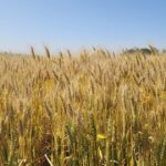 el-agro-habla-con-el-bolsillo-y-el-gobierno-contesto-con-el-corazon