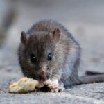 argentina-101:-what-is-hantavirus-and-how-do-you-prevent-it