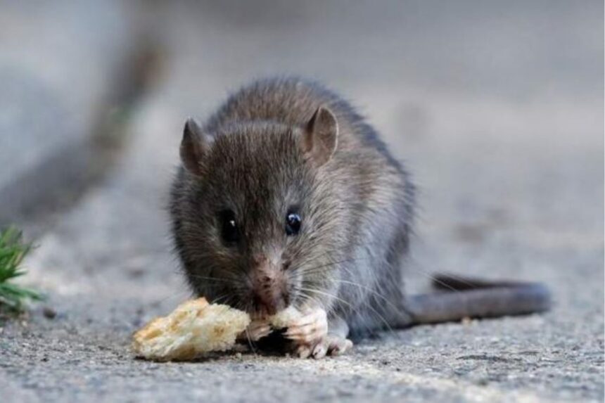 argentina-101:-what-is-hantavirus-and-how-do-you-prevent-it