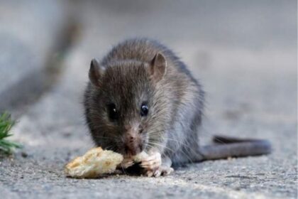 argentina-101:-what-is-hantavirus-and-how-do-you-prevent-it