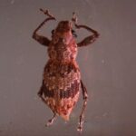 cientificas-del-conicet-descubrieron-el-mecanismo-bacteriano-que-activa-la-reproduccion-de-gorgojos-que-son-plagas-agricolas