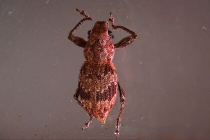 cientificas-del-conicet-descubrieron-el-mecanismo-bacteriano-que-activa-la-reproduccion-de-gorgojos-que-son-plagas-agricolas