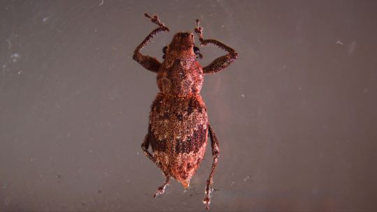 cientificas-del-conicet-descubrieron-el-mecanismo-bacteriano-que-activa-la-reproduccion-de-gorgojos-que-son-plagas-agricolas