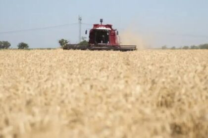 expectativa-en-la-industria-triguera-por-la-eliminacion-de-las-retenciones:-“quitarla-no-seria-un-costo-fiscal-significativo-para-el-estado”