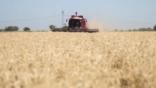 expectativa-en-la-industria-triguera-por-la-eliminacion-de-las-retenciones:-“quitarla-no-seria-un-costo-fiscal-significativo-para-el-estado”