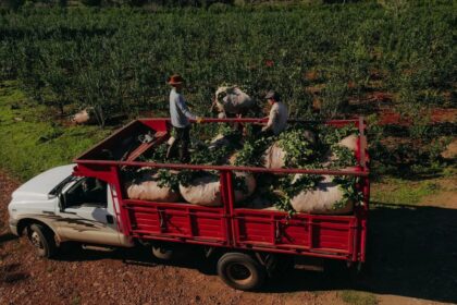 yerbateros-accedieron-a-mas-de-$170-millones-en-descuentos-de-cheques-a-tasa-cero-en-apenas-cuatro-dias