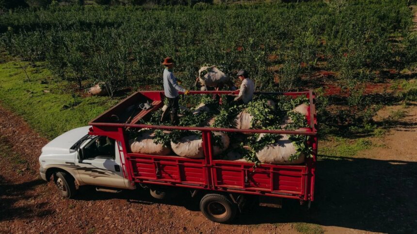 yerbateros-accedieron-a-mas-de-$170-millones-en-descuentos-de-cheques-a-tasa-cero-en-apenas-cuatro-dias