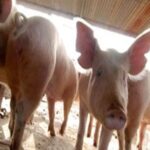 sector-porcino-en-auge:-“la-carne-de-cerdo-fue-una-estrella-por-el-precio-de-la-carne-vacuna”