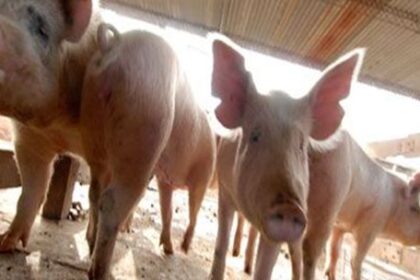 sector-porcino-en-auge:-“la-carne-de-cerdo-fue-una-estrella-por-el-precio-de-la-carne-vacuna”