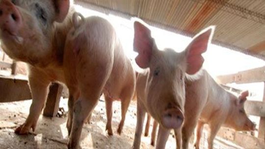 sector-porcino-en-auge:-“la-carne-de-cerdo-fue-una-estrella-por-el-precio-de-la-carne-vacuna”