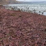 la-extrana-especie-que-aparecio-en-la-costa-de-chubut-y-que-es-un-manjar