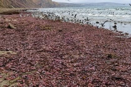 la-extrana-especie-que-aparecio-en-la-costa-de-chubut-y-que-es-un-manjar