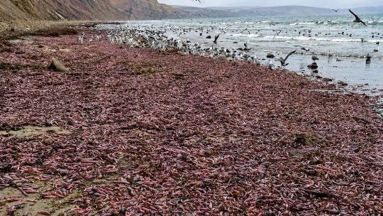 la-extrana-especie-que-aparecio-en-la-costa-de-chubut-y-que-es-un-manjar