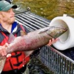 el-insolito-“canon-de-salmones”-que-dispara-peces-por-tubos-para-salvarlos-de-las-represas