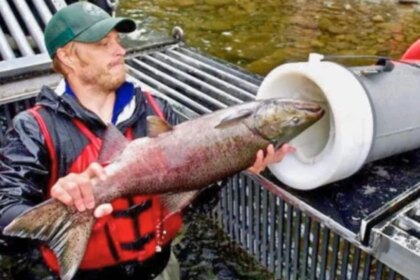el-insolito-“canon-de-salmones”-que-dispara-peces-por-tubos-para-salvarlos-de-las-represas