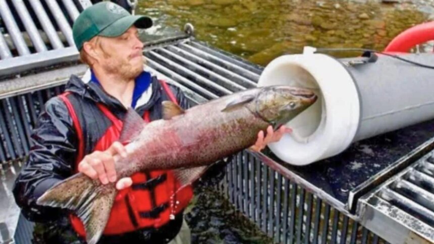 el-insolito-“canon-de-salmones”-que-dispara-peces-por-tubos-para-salvarlos-de-las-represas