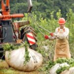 “yerba-trucha”-en-debate:-el-inym-evalua-abrirle-la-puerta-a-una-mezcla-que-podria-cambiar-para-siempre-al-mate-argentino