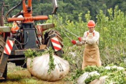 “yerba-trucha”-en-debate:-el-inym-evalua-abrirle-la-puerta-a-una-mezcla-que-podria-cambiar-para-siempre-al-mate-argentino