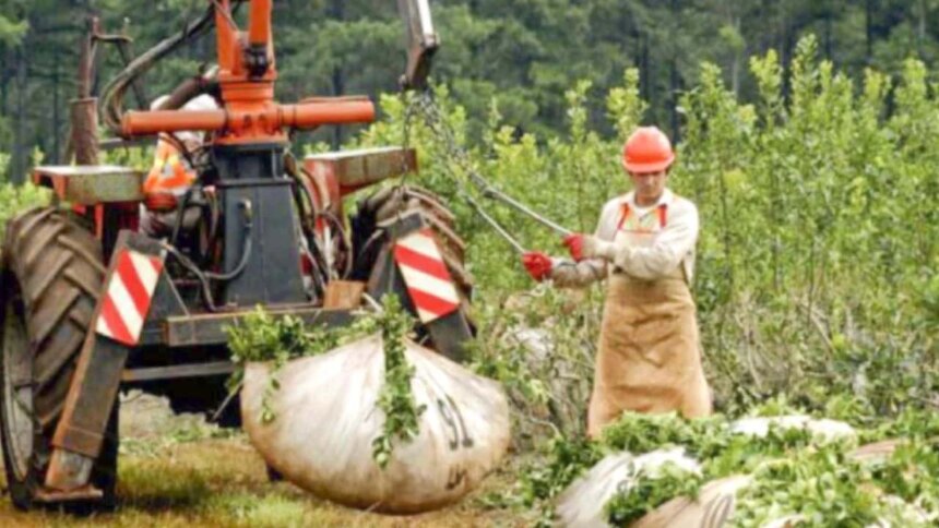 “yerba-trucha”-en-debate:-el-inym-evalua-abrirle-la-puerta-a-una-mezcla-que-podria-cambiar-para-siempre-al-mate-argentino