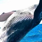 dos-ballenas-yubarta-batieron-el-record-mundial-de-migracion-al-cruzar-desde-australia-hasta-brasil