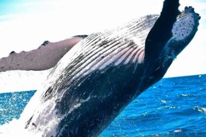 dos-ballenas-yubarta-batieron-el-record-mundial-de-migracion-al-cruzar-desde-australia-hasta-brasil