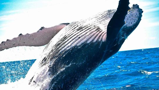 dos-ballenas-yubarta-batieron-el-record-mundial-de-migracion-al-cruzar-desde-australia-hasta-brasil