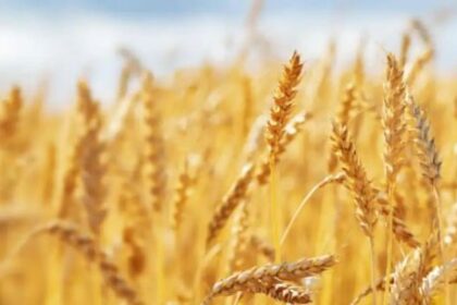 alerta-en-la-industria-molinera:-falta-trigo-de-calidad-y-analizan-importar-grano-de-paraguay