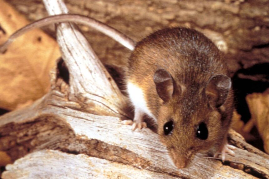 buenos-aires-province-reports-sharp-rise-in-hantavirus-cases