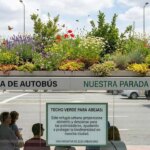 refugios-en-las-paradas-de-colectivo:-la-movida-urbana-para-salvar-a-las-abejas-con-techos-verdes