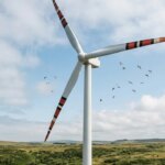 el-curioso-metodo-para-salvar-aves:-descubren-que-pintar-las-turbinas-eolicas-como-serpientes-reduce-las-colisiones