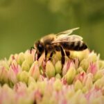dia-mundial-de-las-abejas-2026:-por-que-la-onu-alerta-por-su-extincion