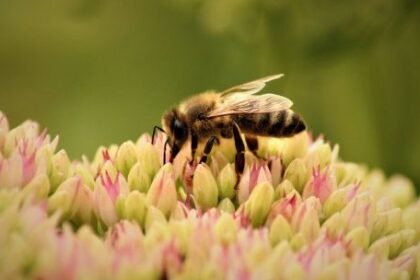 dia-mundial-de-las-abejas-2026:-por-que-la-onu-alerta-por-su-extincion