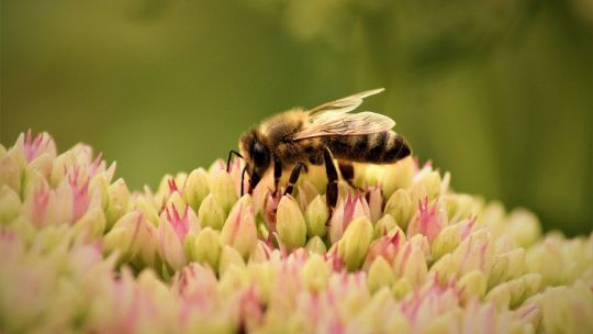 dia-mundial-de-las-abejas-2026:-por-que-la-onu-alerta-por-su-extincion