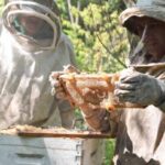 apicultura-en-el-gran-chaco:-producen-miel-organica-para-frenar-la-deforestacion-y-consolidar-el-arraigo-local