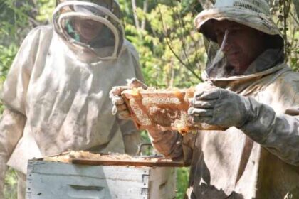 apicultura-en-el-gran-chaco:-producen-miel-organica-para-frenar-la-deforestacion-y-consolidar-el-arraigo-local